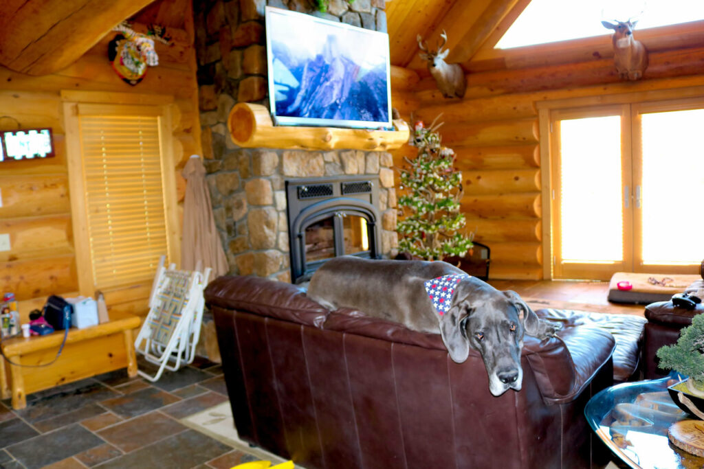 Yellowstone Log Homes dog relaxing on couch at Mcgregor Log Home 4479