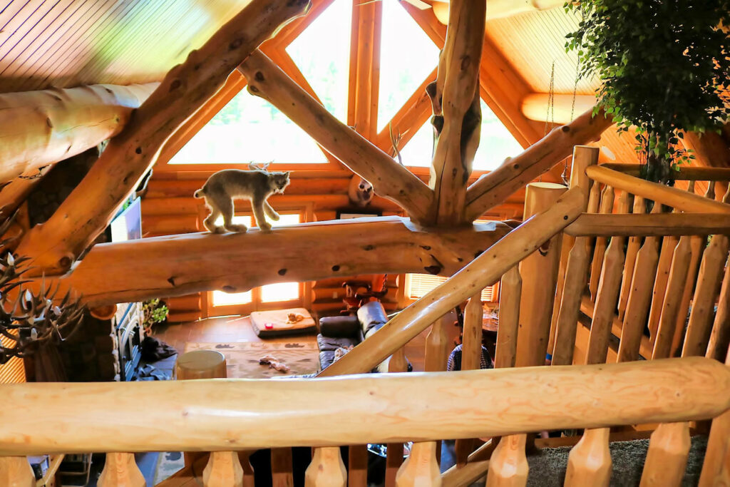 Yellowstone Log Homes loft with bobcat on beams at Mcgregor Log Home 4452